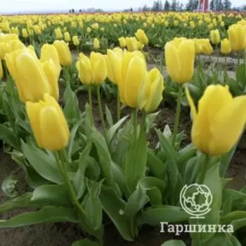 Тюльпан Кандела Фостера 5шт