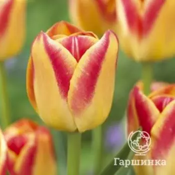 Тюльпан Кэнди Корнер Триумф 5шт