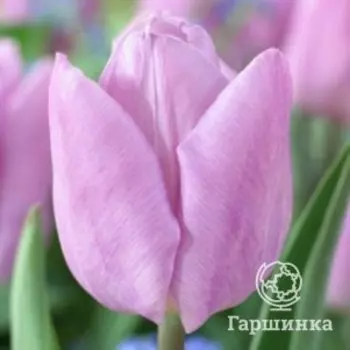 Тюльпан Кэнди Принц простой ранний 5шт.