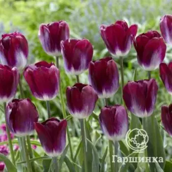 Тюльпан Канзас Прауд Триумф 5шт.