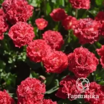 Тюльпан Катар бахромчатый 5шт.