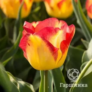 Тюльпан Кейп Таун Триумф 5шт