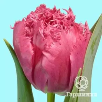 Тюльпан Кингстон 5 шт