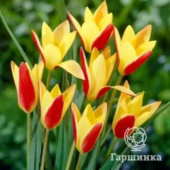 Тюльпан Клузиана Синтия карликовый 10шт.
