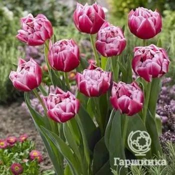 Тюльпан Колумбус махровый ранний 5шт