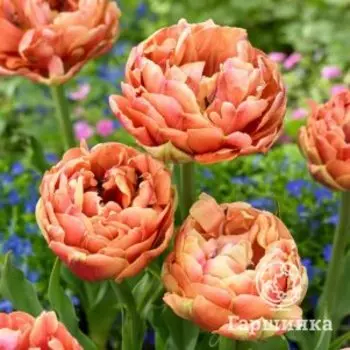 Тюльпан Коппер Имэдж махровый 3 шт
