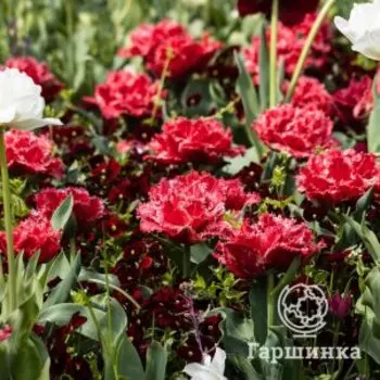 Тюльпан Крэнберри Тристл бахромчатый 4шт