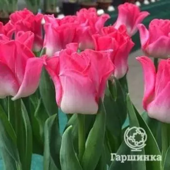 Тюльпан Краун оф Династи Триумф 4шт