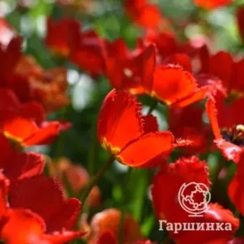 Тюльпан Кристал Бьюти бахромчатый 4шт