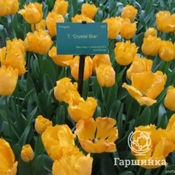 Тюльпан Кристал Стар бахромчатый 4шт