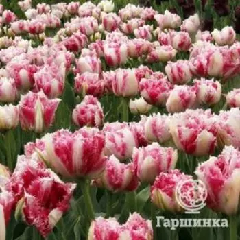 Тюльпан Кул Кристал махровый бахромчатый 5шт