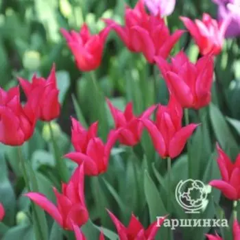 Тюльпан Квин Рания лилиецветный 5шт.