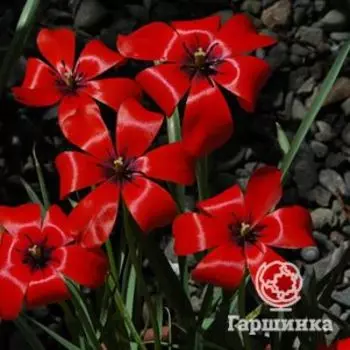 Тюльпан льнолистный 15шт
