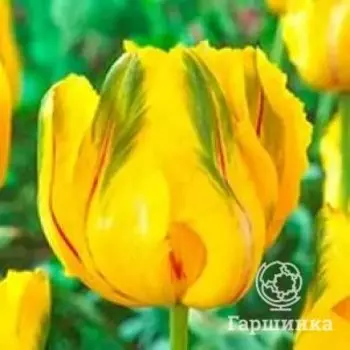 Тюльпан Ла Куртин Пэррот попугайный 4шт