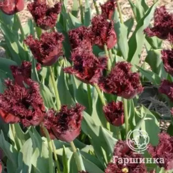 Тюльпан Лабрадор бахромчатый 5шт