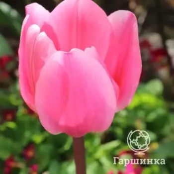 Тюльпан Лайт энд Дрими Дарвина 5шт