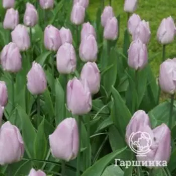 Тюльпан Лайт Пинк Принц простой ранний 5шт.