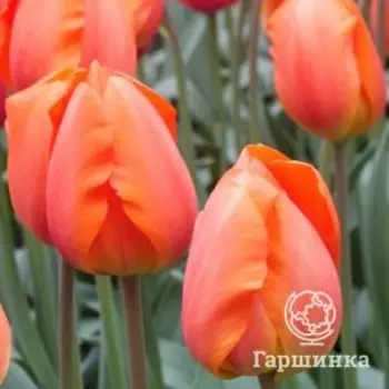 Тюльпан Лайтинг Сан Дарвина 5шт.