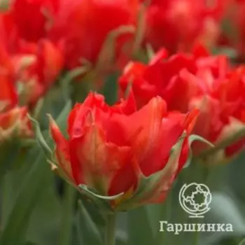 Тюльпан Лав Валли махровый 3 шт.