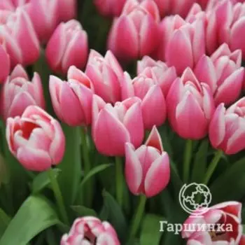 Тюльпан Лео Виссер Триумф 3 шт