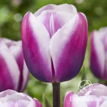 Тюльпан Либрие Триумф 5шт