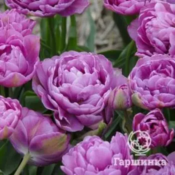 Тюльпан Лилак Перфекшн махровый 5шт