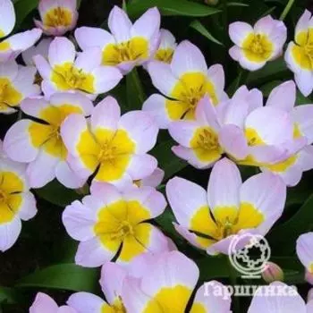 Тюльпан Лилак Вондер карликовый 15шт.