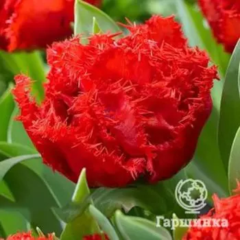 Тюльпан Лион Кинг бахромчатый 5шт.