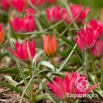 Тюльпан Литл Бьюти карликовый 10шт.