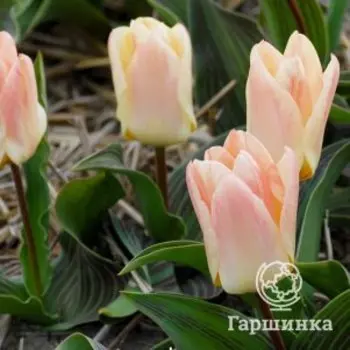 Тюльпан Литл Герл Грейга 5шт