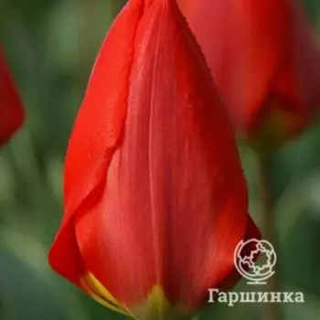 Тюльпан Мадам Лефебер Фостера 5шт