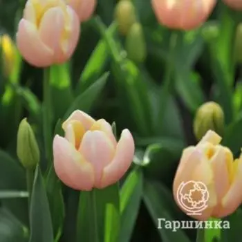 Тюльпан Манго Шарм, Триумф 5шт