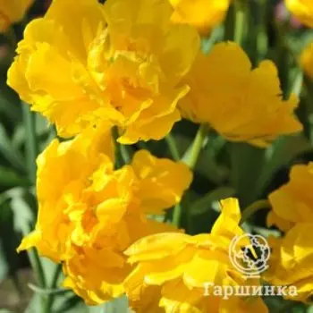 Тюльпан Мэри Джо махровый ранний 5шт