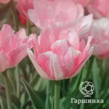 Тюльпан Мэридж махровый 5шт