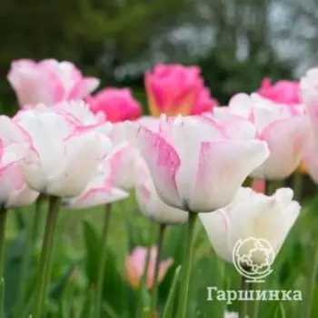 Тюльпан Мата Хари Триумф 5 шт