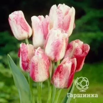 Тюльпан Мата Хари Триумф 5 шт