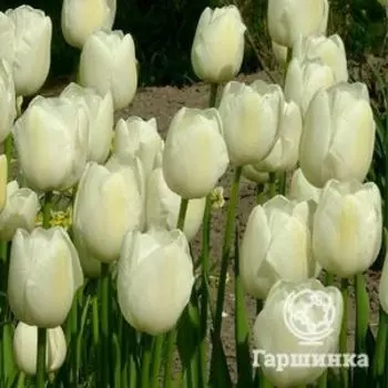 Тюльпан Маурин простой поздний 5шт.