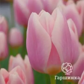 Тюльпан Мендис Чойс Триумф 3 шт