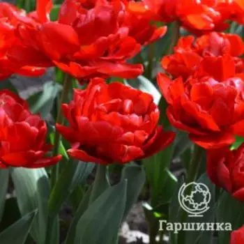 Тюльпан Миранда махровый 5шт
