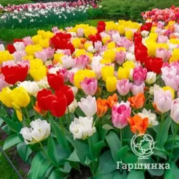 Тюльпан Микс Фостера 3шт