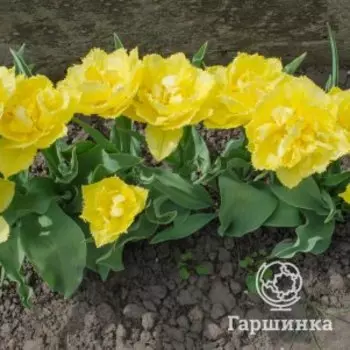 Тюльпан Мон Амур бахромчатый 4шт