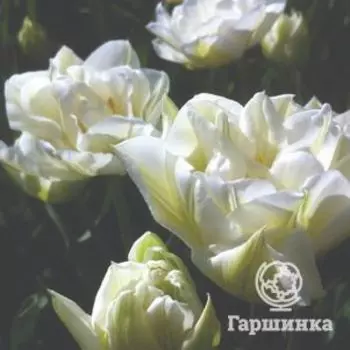 Тюльпан Мондиаль махровый ранний 5шт