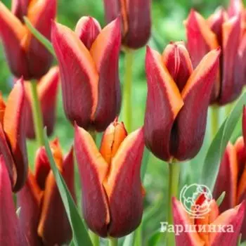 Тюльпан Мувота, Триумф 5шт