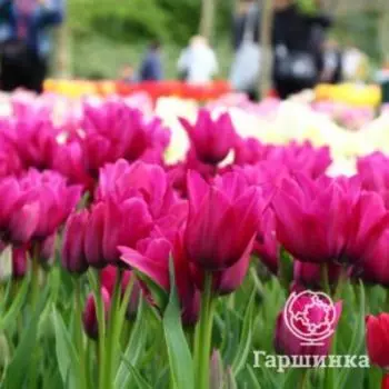 Тюльпан Найт Клаб многоцветковый 5шт