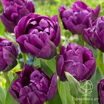 Тюльпан Негрита Дабл 5 шт