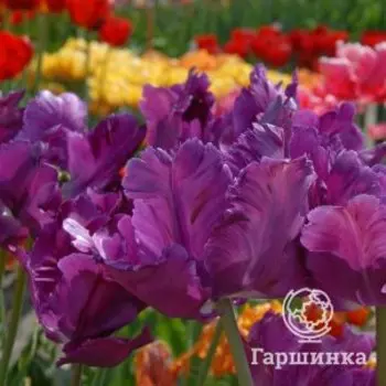 Тюльпан Негрита Пэррот попугайный 5шт