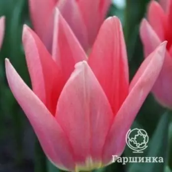 Тюльпан Непер, Триумф 3 шт