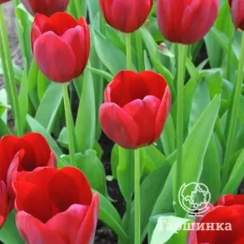 Тюльпан Нешнл Вельвет Триумф 3 шт