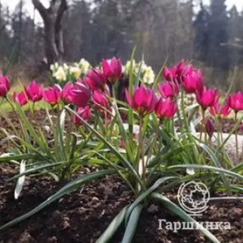 Тюльпан Одалиск ботанический 5шт