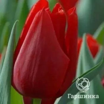 Тюльпан Оскар Триумф 5 шт